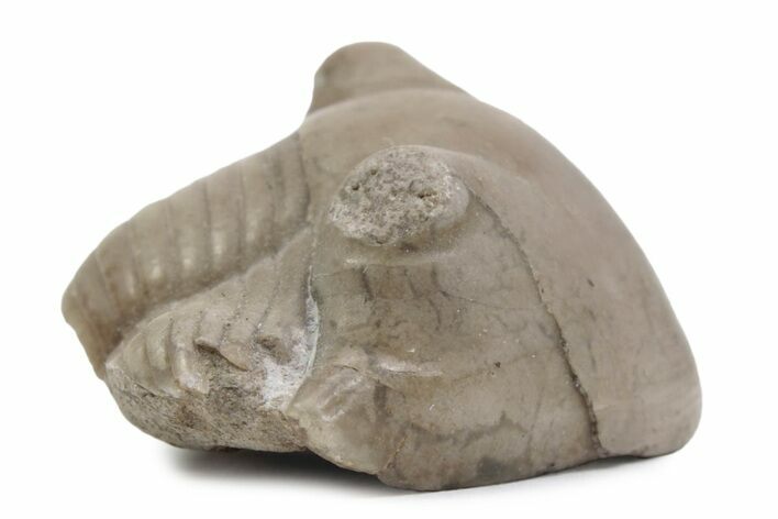Bargain, Partial Illaenus Schmidti Trilobite - Russia #363228